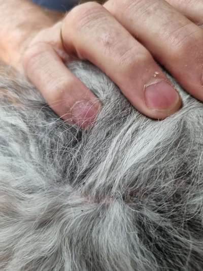 Gesundheit, parasiten-Beitrag-Bild