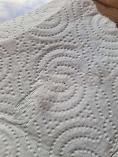 Gesundheit, parasiten-Beitrag-Bild