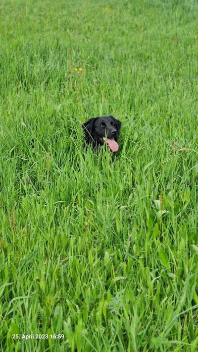 Dogorama Photo Challenge - Frühlingserwachen-Beitrag-Bild