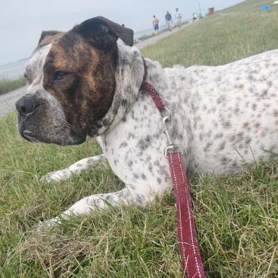 Hundetreffen-Bulldoggen-Profilbild