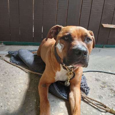 Hundetreffen-Hundebegegnungen-Bild