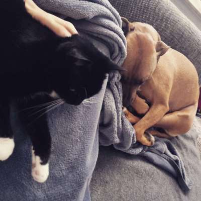 Amstaff Vorurteile - Halter machen Hunde?-Beitrag-Bild