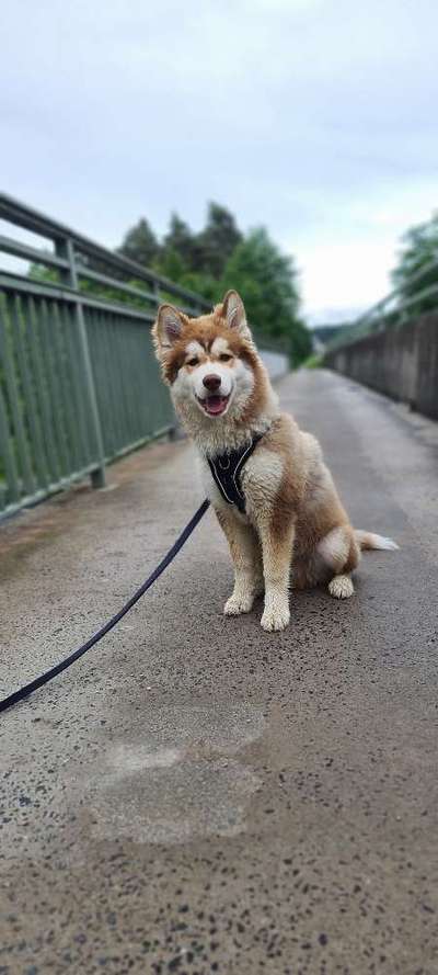 Dogorama Photo Challenge - Brücken-Beitrag-Bild