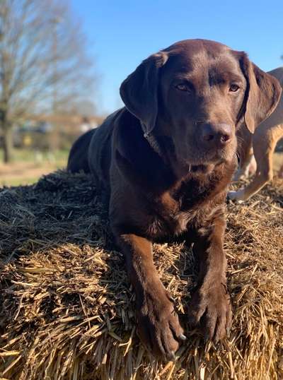 Labradorfans-Beitrag-Bild