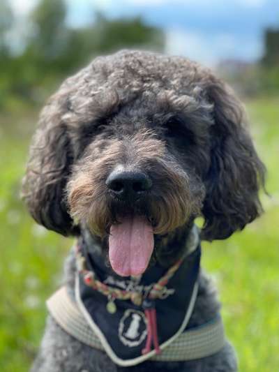Labradoodle gesucht-Beitrag-Bild