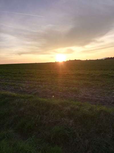 Hundeauslaufgebiet-Feld beim Obi-Bild