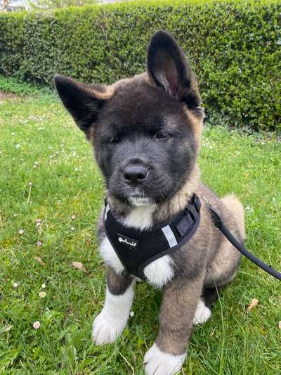 Seltene Rassen!-Beitrag-Bild