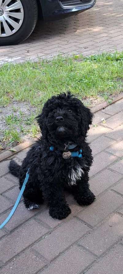 Hundetreffen-(Welpen) Playdate-Bild