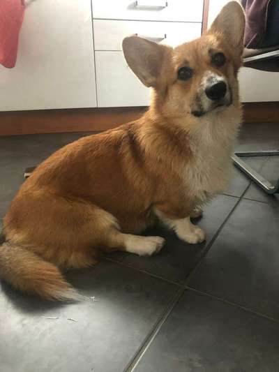 Corgis und ihre persönlichen Hofangestellten-Beitrag-Bild