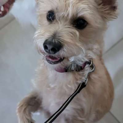 Hundetreffen-Hunde treffen-Bild