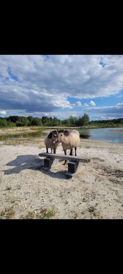 Hundeauslaufgebiet-Wald am Freibad Walbeck / niederländisches Grenzgebiet-Bild