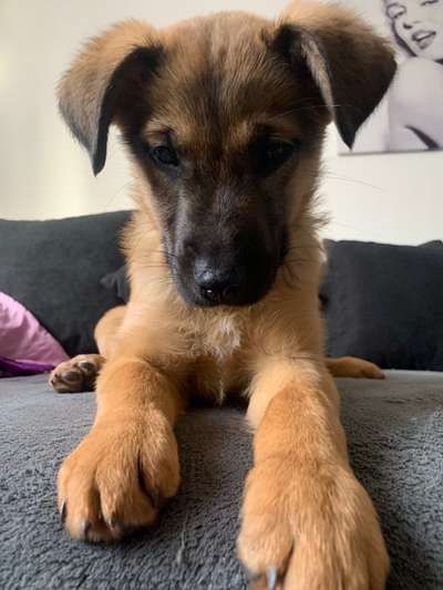 Welpen Bilder !-Beitrag-Bild