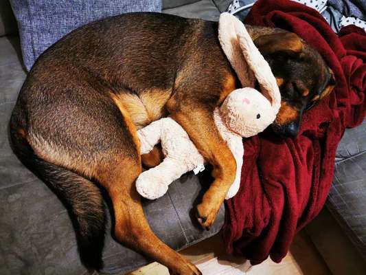 Der Lieblingsplüschi eures Vierbeiners-Beitrag-Bild