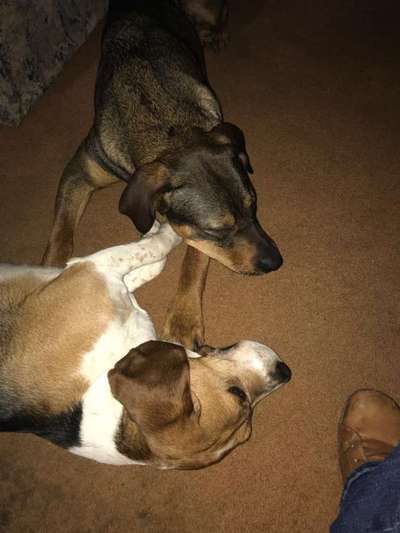 Dogorama Photo Challenge - Gegensätze-Beitrag-Bild