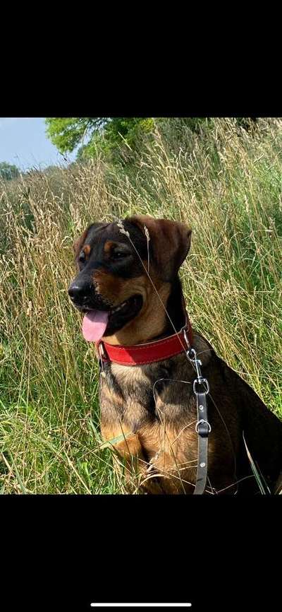 Mischlingshunde Foto Aufruf-Beitrag-Bild