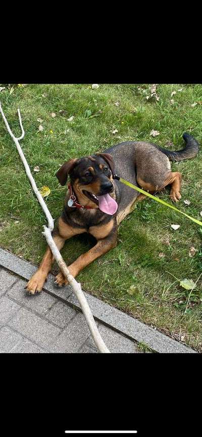 Mischlinge raten - Rätselspaß-Beitrag-Bild