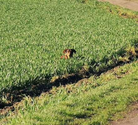 Dogorama Photo Challenge - Tarnung ist alles-Beitrag-Bild