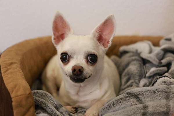 Wo sind die Chihuahua Besitzer ?-Beitrag-Bild