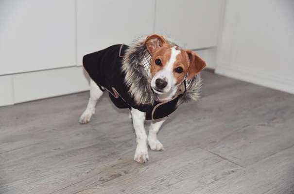 Die Dogorama Wochen Challenge-Beitrag-Bild