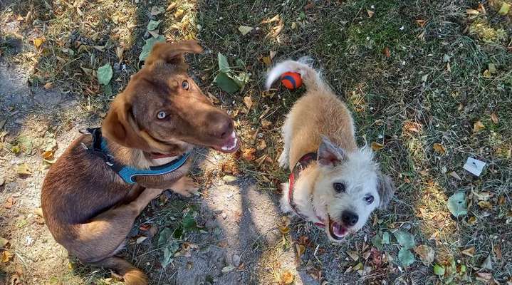 eure Spitznamen für die Vierbeiner-Beitrag-Bild