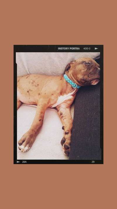 Deutsche Doggen Besitzer zeigt euch-Beitrag-Bild