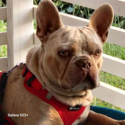 Hundetreffen-Frenchy-Bild