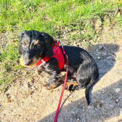 Warum diese Rasse?-Beitrag-Bild