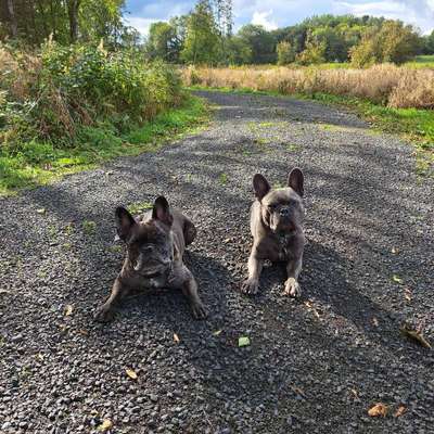 Hundetreffen-Gassi Runde-Bild