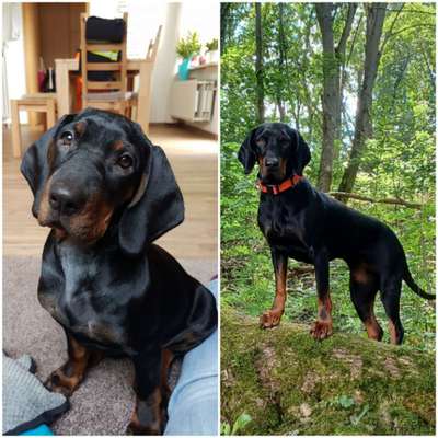 Welpenfotos-Beitrag-Bild