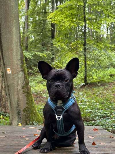 Hundetreffen-Spaziergang-Bild