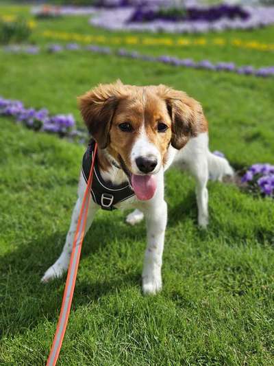 Kooikerhondje-Beitrag-Bild