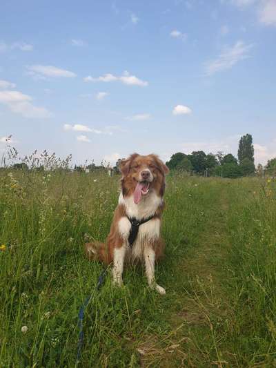 Die Dogorama Kalender Challenge Teil 1/4-Beitrag-Bild