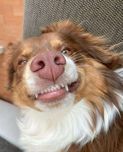 Die Dogorama-Wochen-Challenge "Die schönste Grimasse"-Beitrag-Bild