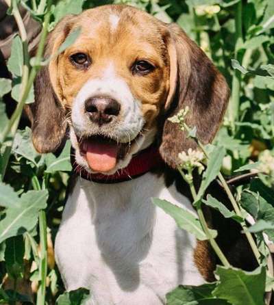 Welpen Bilder !-Beitrag-Bild