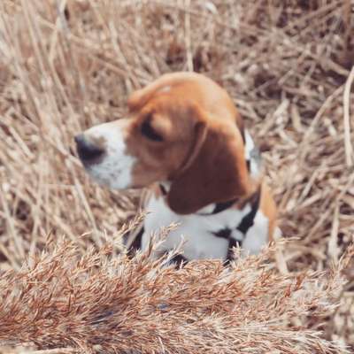 Hundetreffen-Verspielter Beagle sucht Kumpels zum Spielen und gemeinsamen Spaziergänge-Bild