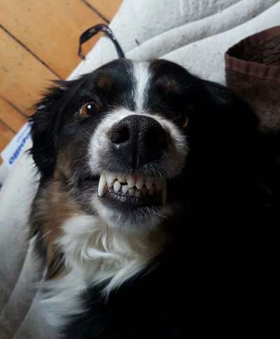 Zeige das lustigste Bild eures Hundis-Beitrag-Bild