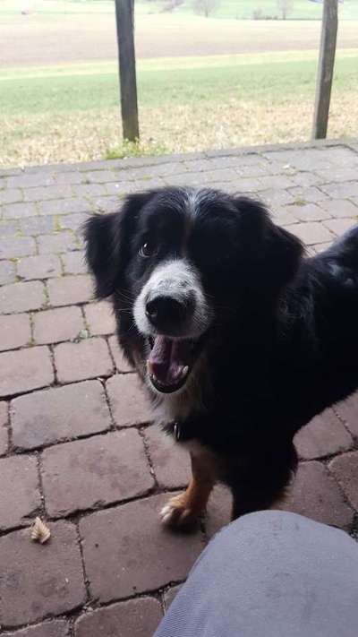 Dogorama Photo Challenge - Einmal lächeln bitte-Beitrag-Bild