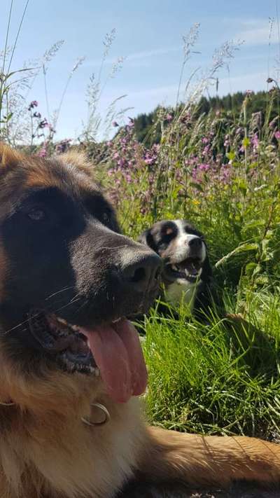 Tongue Out Tuesday-Beitrag-Bild