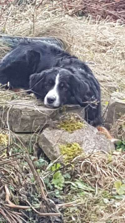 Gelangweilter Hund-Beitrag-Bild