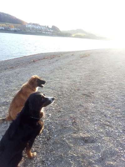 Bester Freund, Hundekumpel - zeigt her!-Beitrag-Bild