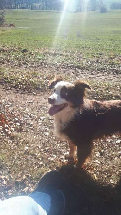 Fotochallenge Nr. 59 - Mein Hund zeigt die Zunge-Beitrag-Bild