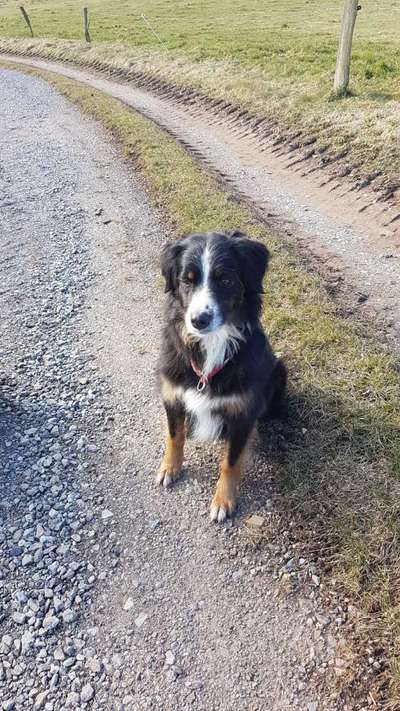 Gelangweilter Hund-Beitrag-Bild