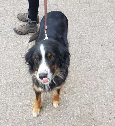 Fotochallenge Nr. 59 - Mein Hund zeigt die Zunge-Beitrag-Bild