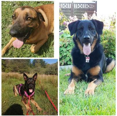 Mischlinge raten - Rätselspaß-Beitrag-Bild