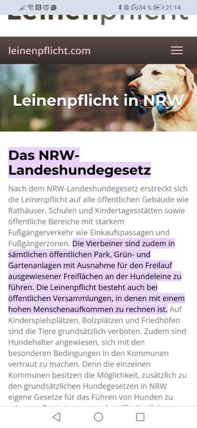Hund ohne Leine-Beitrag-Bild