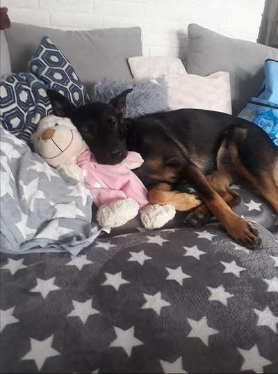 Dogorama Photo Challenge - Lieblingsspielzeug!-Beitrag-Bild