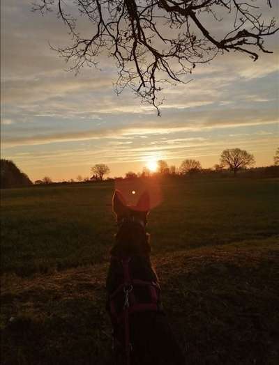 Dogorama Photo Challenge - Der Frühling kommt-Beitrag-Bild