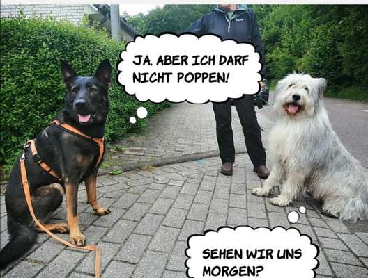 Hier ist der Spaßthread. Zum Schmunzeln und Kaputtlachen-Beitrag-Bild