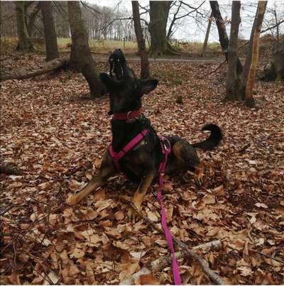 Postet das beste Foto von euren 4 beinern-Beitrag-Bild