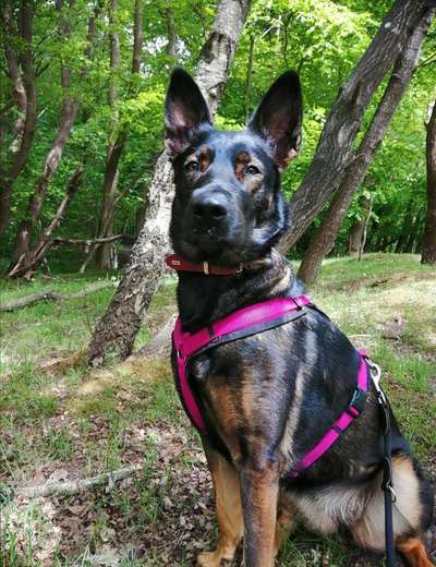 Deutsche Schäferhunde, Belgische Schäferhunde.-Beitrag-Bild